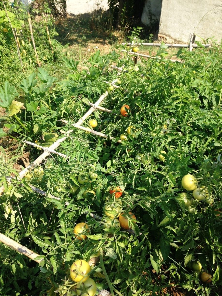 Os primeiros tomates a ficar maduros
